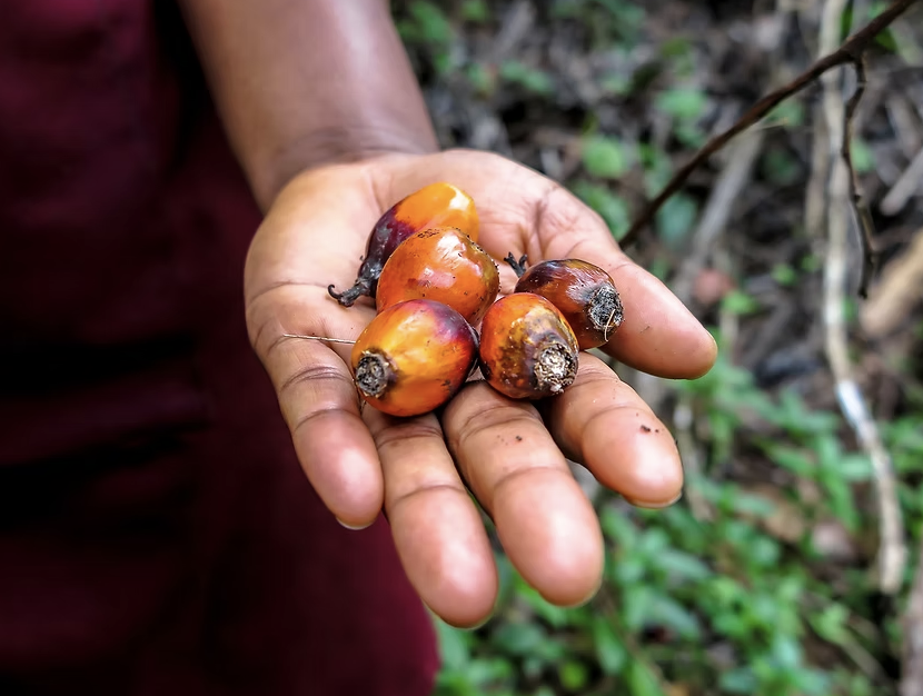 A picture of palm seeds in a man's hand A picture of palm seeds in a man's hand