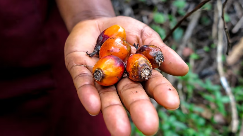 An image of palm seeds held by a man An image of palm seeds held by a man